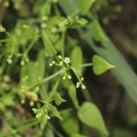 Rubia cordifolia L.